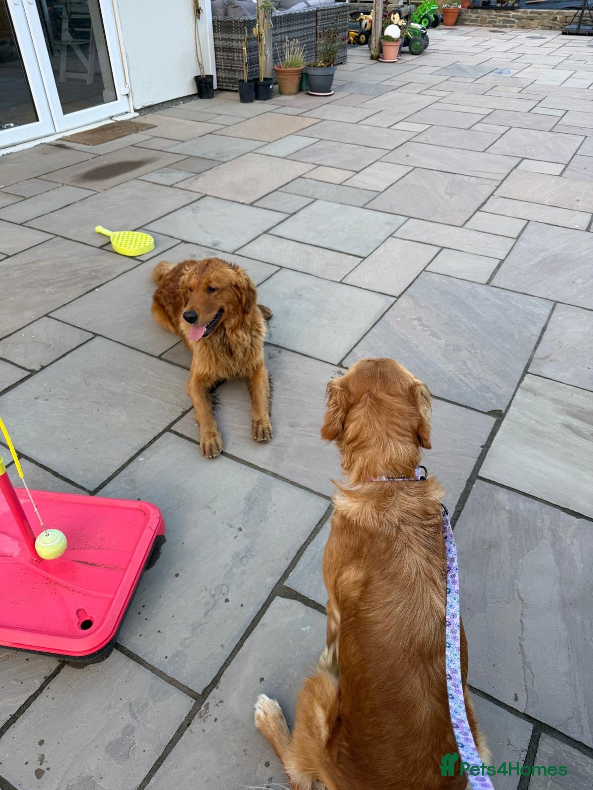Golden Retriever dogs KC pups ready in December - Advert 2