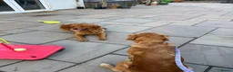 Golden Retriever dogs for sale: KC pups ready in December - Advert 2