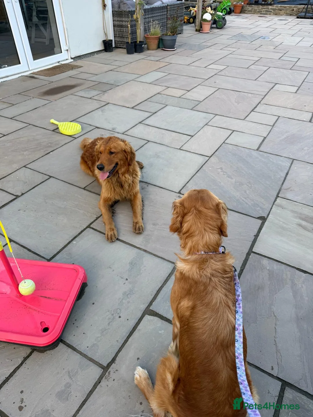 Golden Retriever dogs for sale: KC pups ready in December - Advert 2