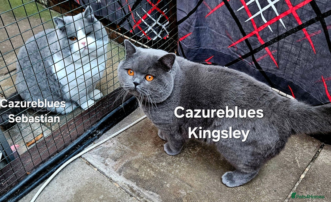 British Shorthair cats for stud: Sale Studs Blues Lilac, Spotted, Blue Bi, Cream Bi in Manchester - Advert 26