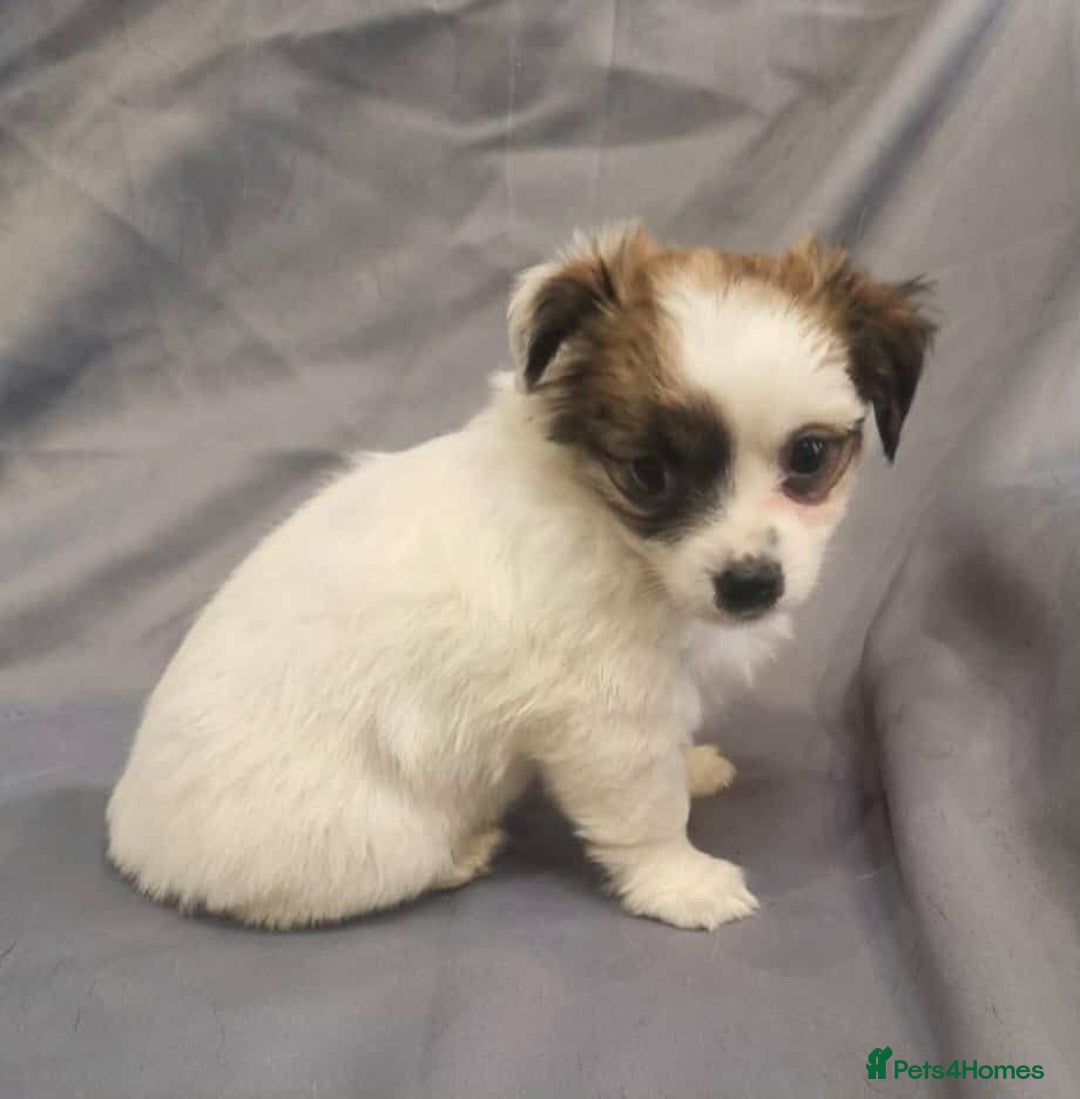 Jack Russell dogs for sale: Boy jack russell pups for sale - Image 5