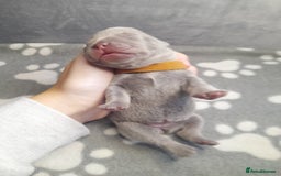 French Bulldog dogs for sale: Pedagree & KC papered merl carrying French bulldog - Image 5