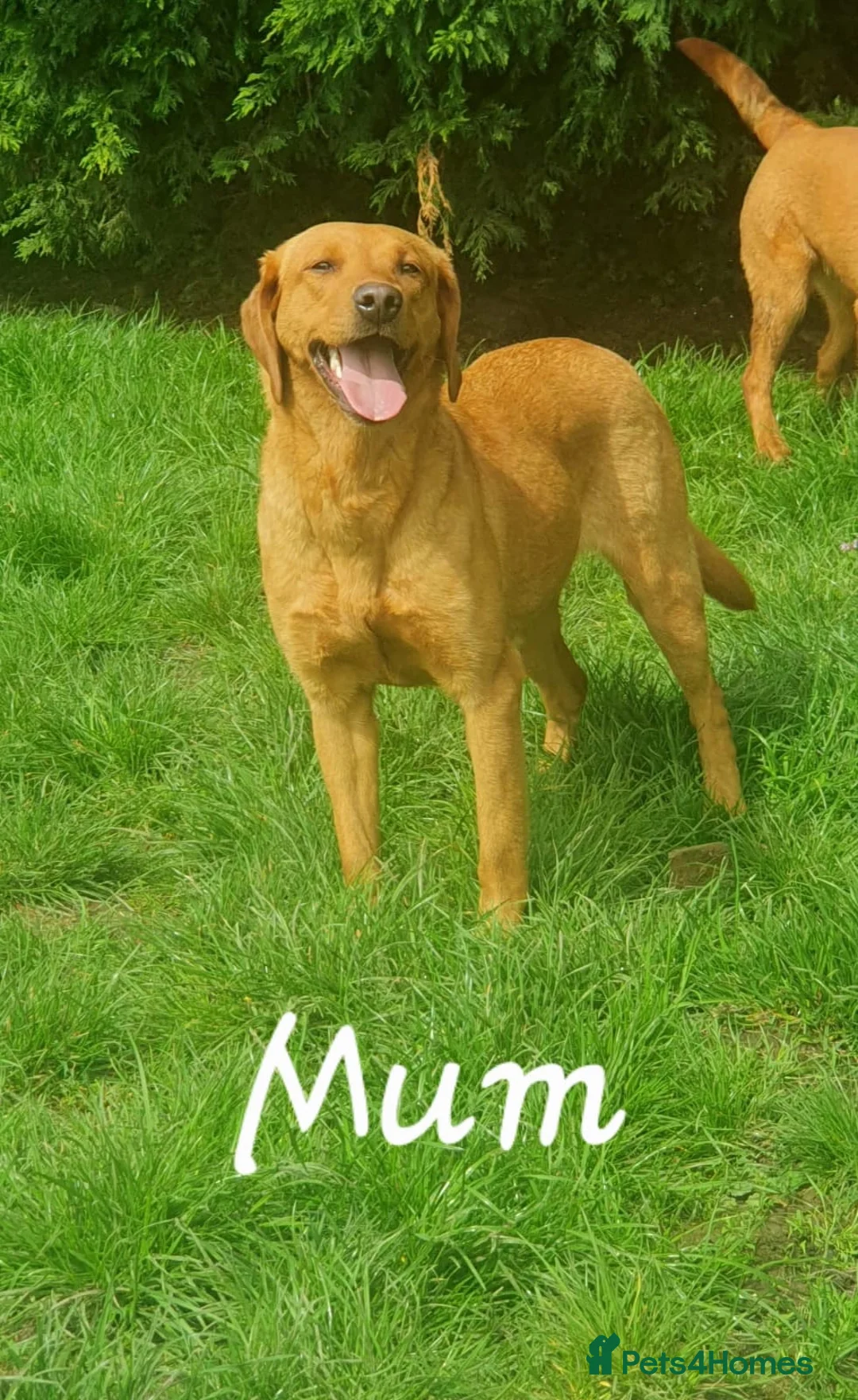 Labrador Retriever dogs for sale: Precious KC Reg Labrador Puppies Yellow/Fox Red - Advert 15