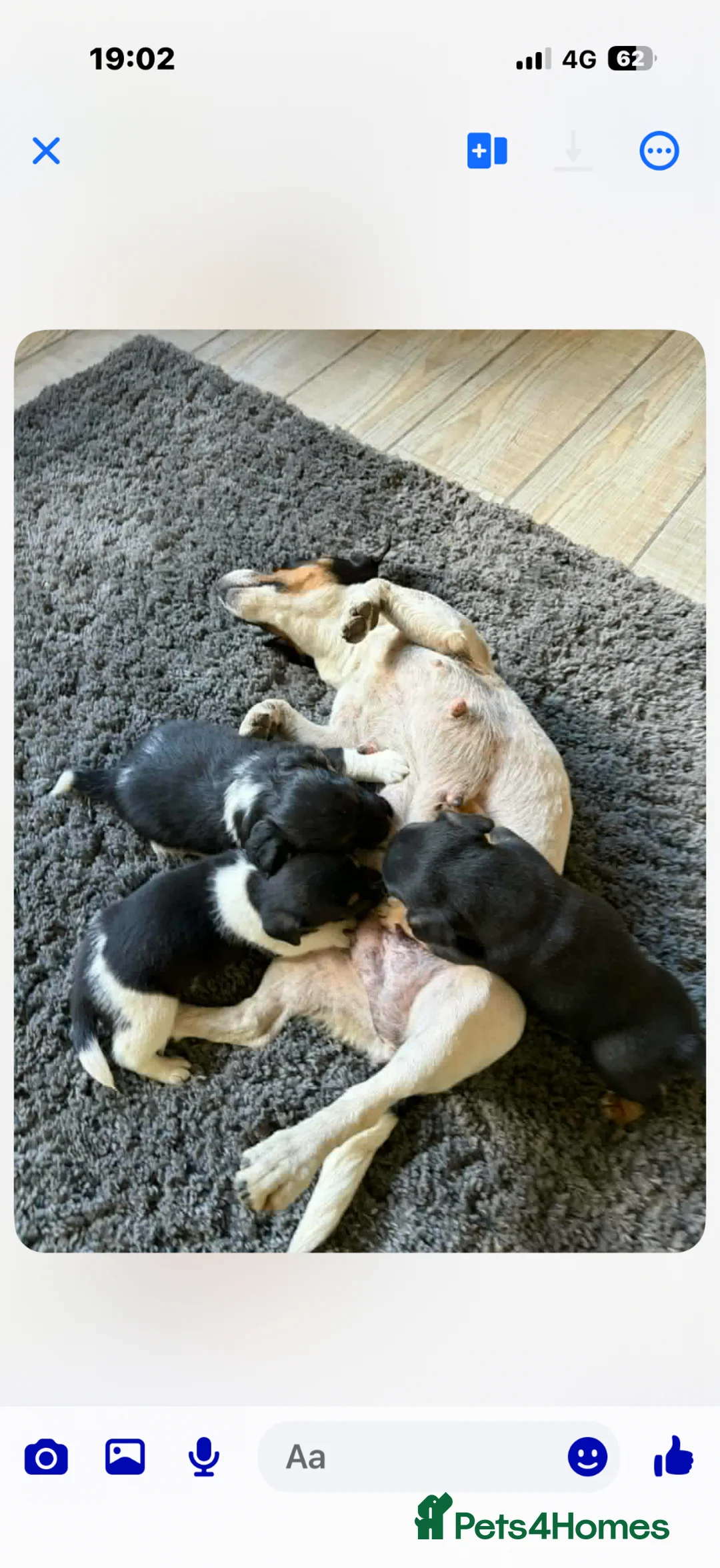 Jack Russell dogs for sale: Beautiful jack russell puppies - Advert 2