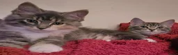 British Longhair cats for sale: One British long haired and one short haired.  - Advert 13