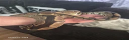 Python Snake reptiles for sale: Complete 4ft Vivexotic Stack & 4 Ball Pythons. in Chatham - Advert 9