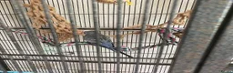Budgerigars birds for sale: 2 Budgies for sale  in Horsham - Advert 4