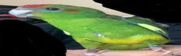 Parrots birds for sale: Hand reared Kakariki  - Advert 14