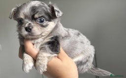 Chihuahua dogs for sale: Longhair chihuahua boys, Longhair Chocolate Girl - Image 1