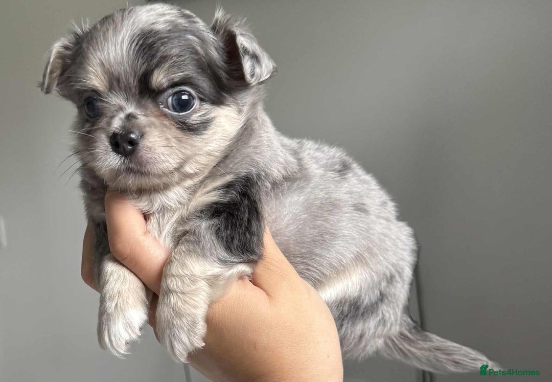 Chihuahua dogs for sale: Longhair chihuahua boys, Longhair Chocolate Girl - Image 1