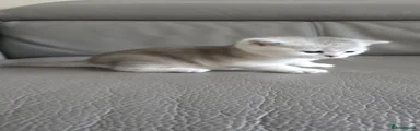 Kitten 4