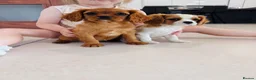 Cavalier King Charles Spaniel dogs for sale: Cavalier King Charles puppies - Advert 4