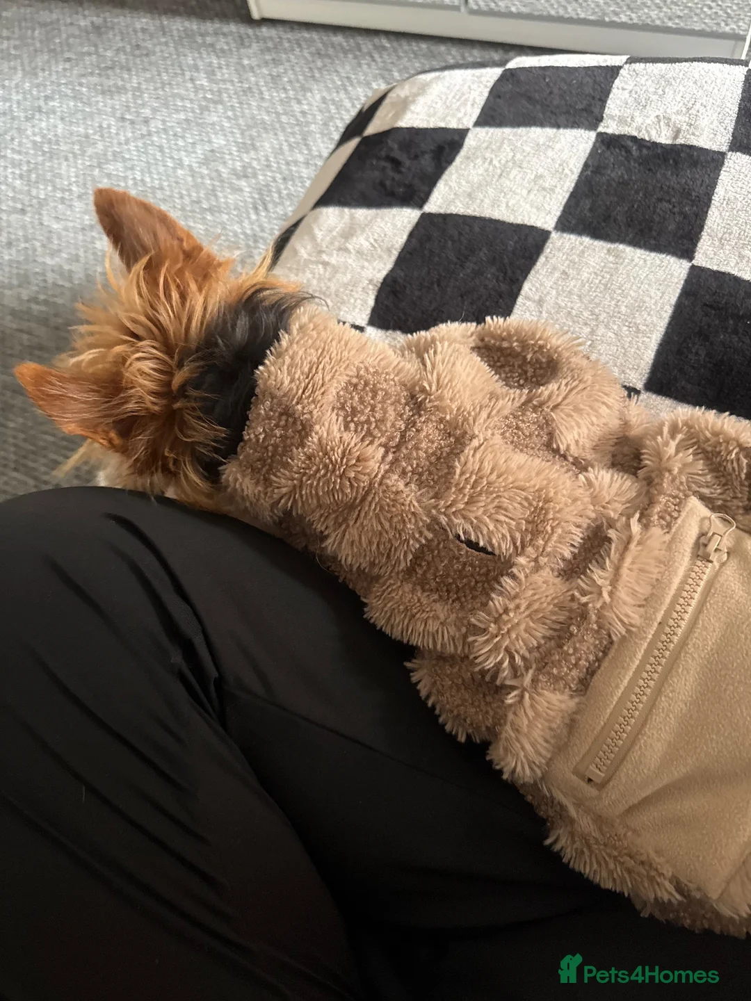 Mixed Breed dogs for sale: Rehoming peanuts 🥜  - Advert 7