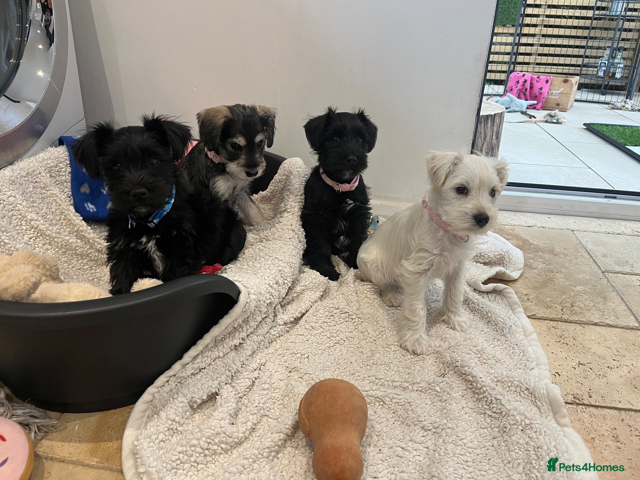Miniature Schnauzer dogs KC Pedigree Miniature Schnauzer Pups *READY TO GO* - Advert 5