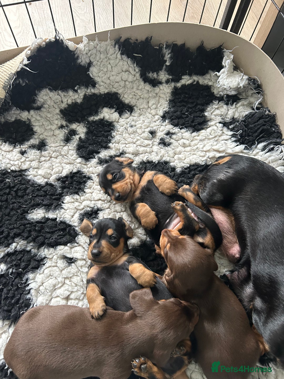 Miniature Dachshund dogs for sale: Miniature dachshund pups - Image 10