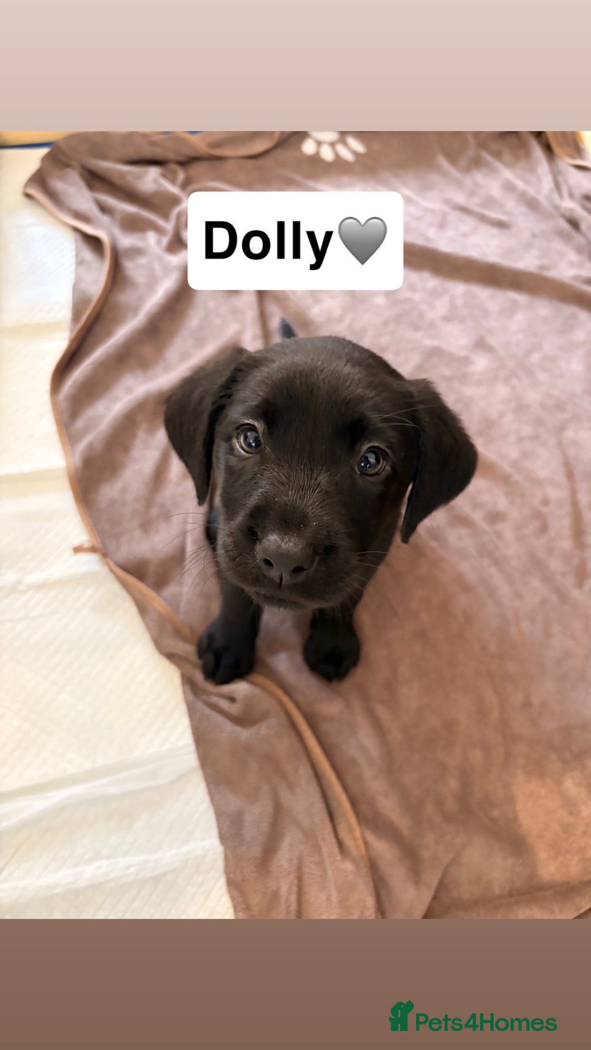 Labrador Retriever dogs Gorgeous Labrador Puppies – Ready Now 🐾 - Advert 4