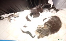 Mixed Breed cats for sale: Kittens for sale  - Image 28