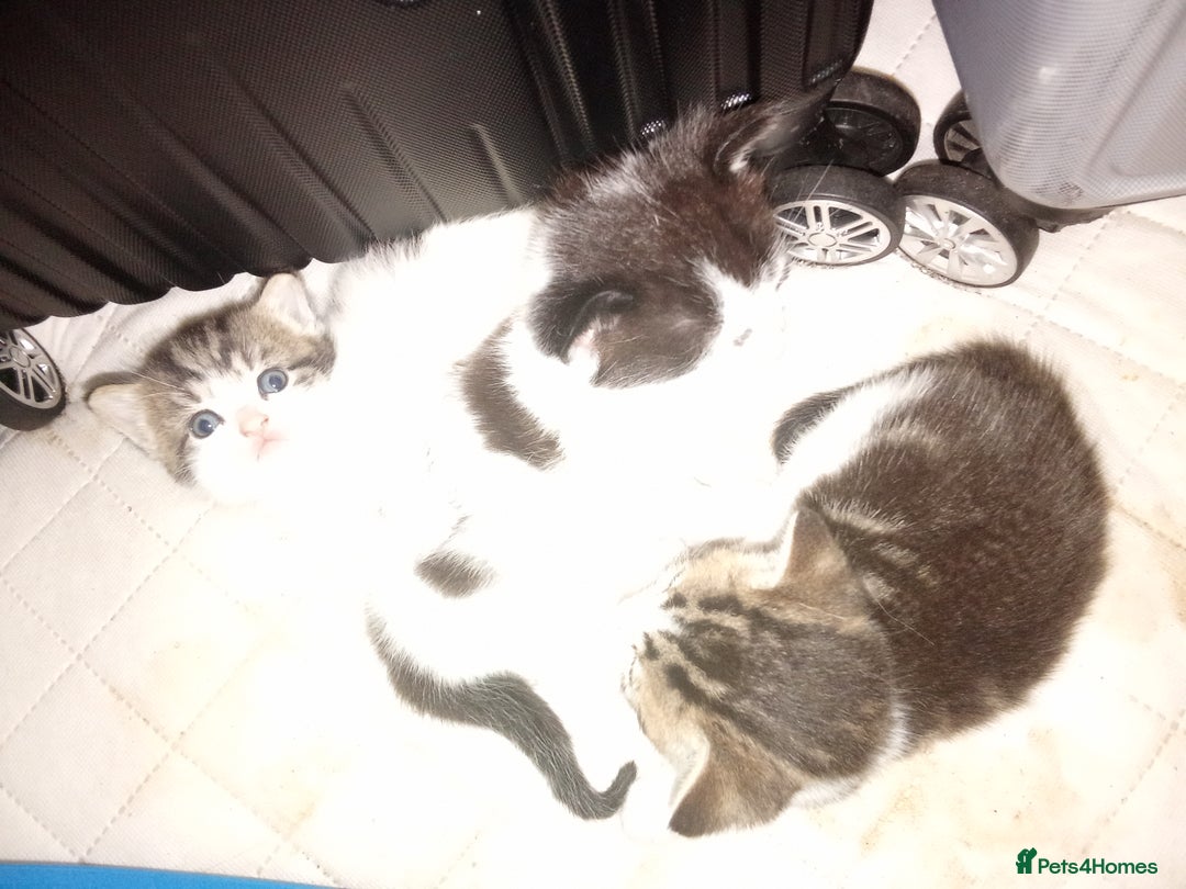 Mixed Breed cats for sale: Kittens for sale  - Image 28