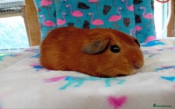 Guinea Pig rodents for sale: Baby Boars Different Breeds Available  - Image 1