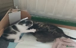 Bengal cats for sale: 1 girl and 3 boys  - Image 6