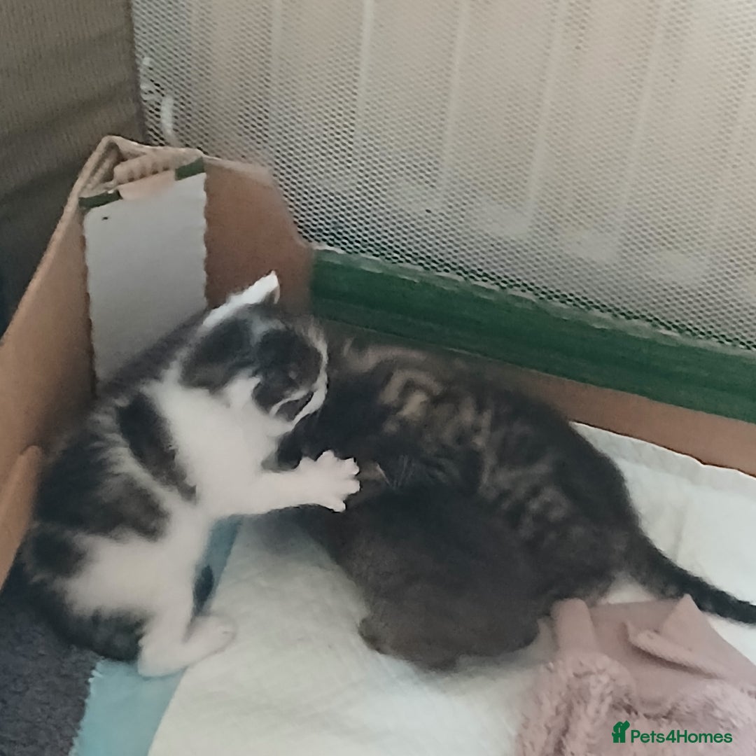 Bengal cats for sale: 1 girl and 3 boys  - Image 6