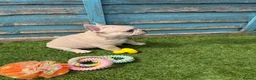 French Bulldog dogs for sale: 5 frenchbull dog puppes - Advert 3