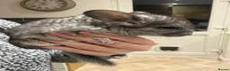 Chinchilla rodents for sale: BEAUTIFUL GIRL BABY GREY - Advert 3