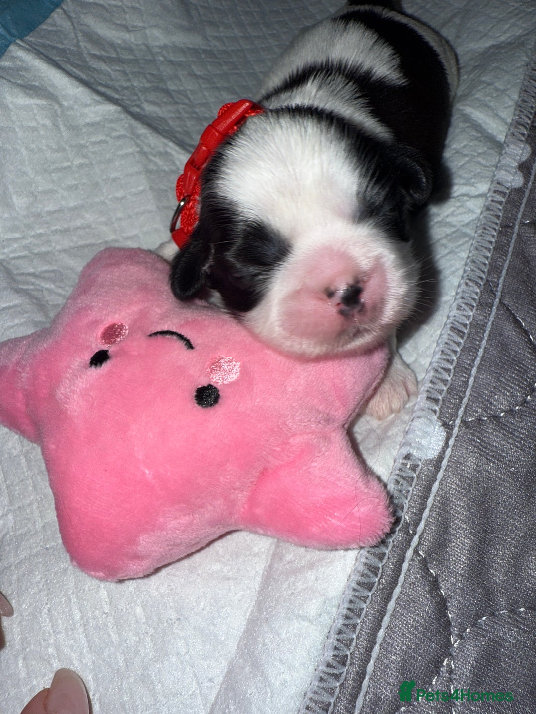 Shih Tzu dogs for sale: ShihTzu Newborn Puppies 💕Home-Raised & Well-Loved - Advert 29