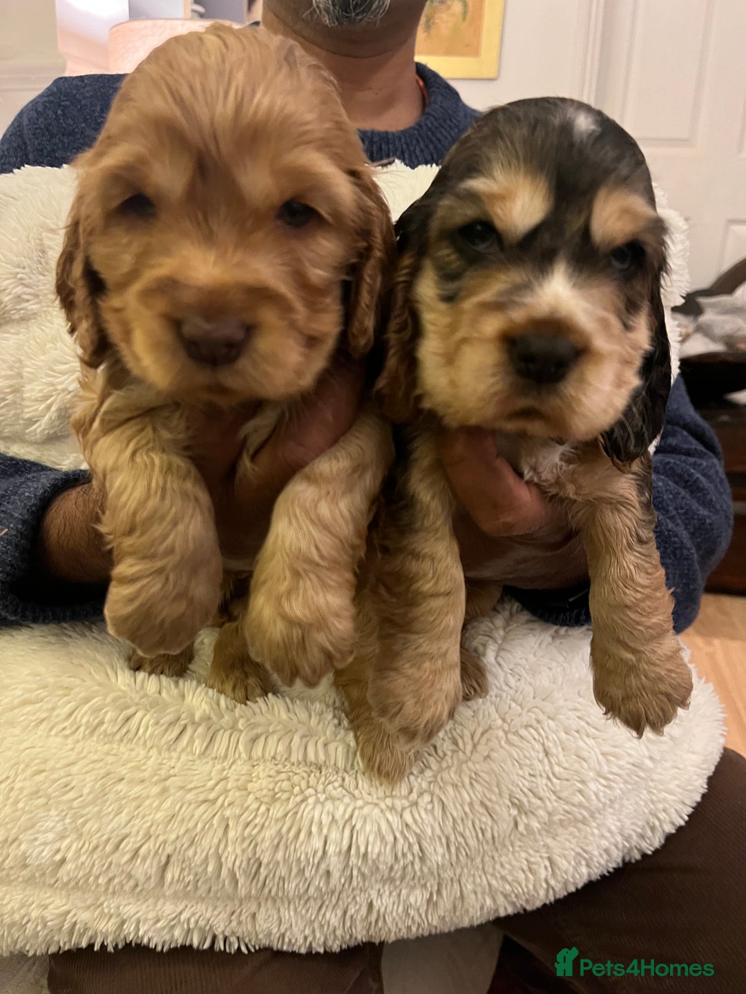 Cocker Spaniel dogs for sale: Adorable show type cocker spaniel pups - Advert 20
