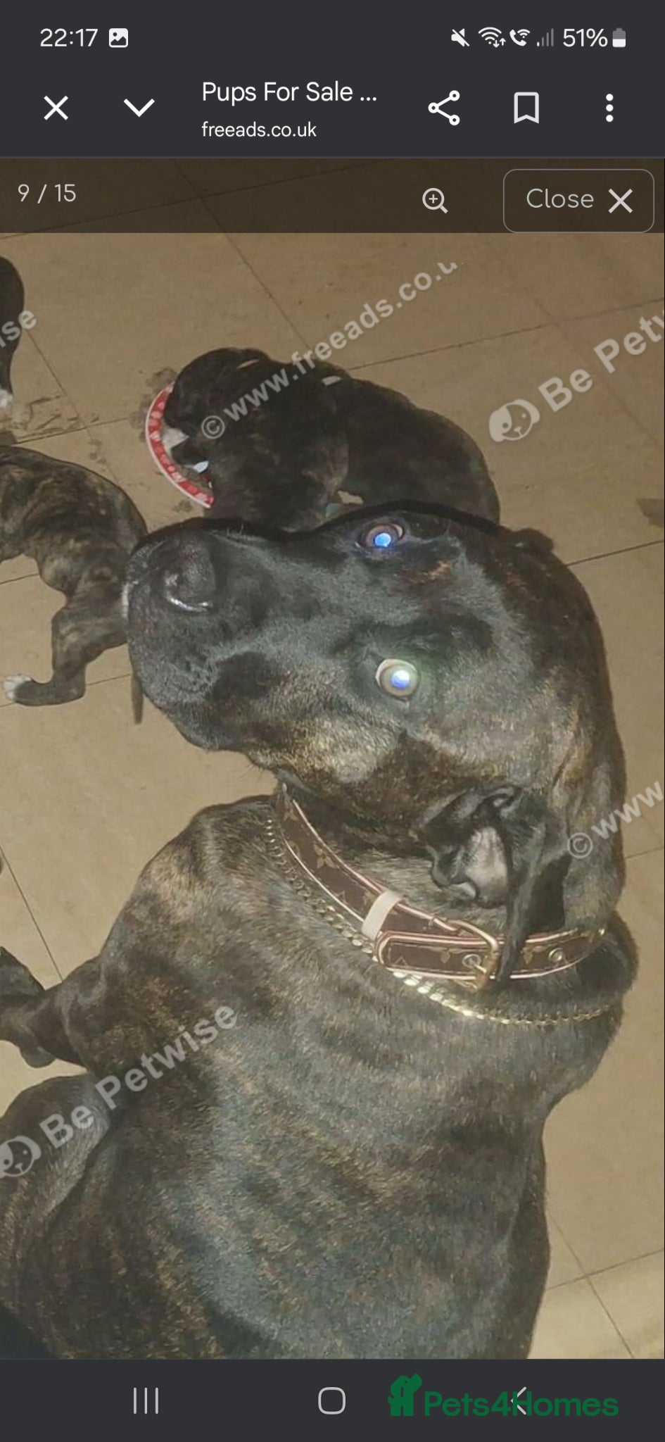Mixed Breed dogs Presa canario x - Advert 16