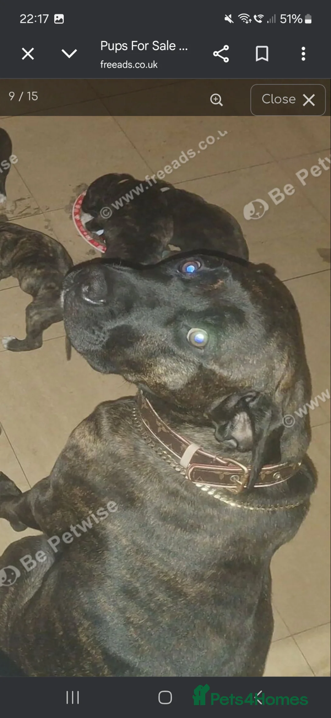 Mixed Breed dogs for sale: Presa canario x - Advert 1