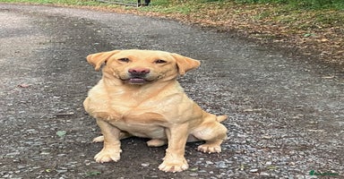 Labrador Retriever dogs - Advert 16