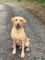 Labrador Retriever dogs - Advert 3