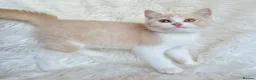 British Shorthair cats for sale: Gorgeous British shorthair kittens  - Advert 9