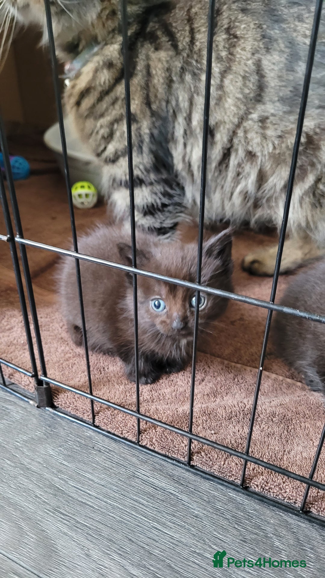 Mixed Breed cats for sale: 4 kittens available 3rd feb *2boys2girls* - Advert 11