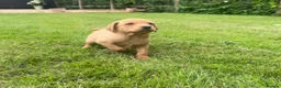 Springador dogs for sale: Springadore puppies for sale  in Thetford - Advert 14
