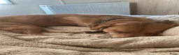 Mixed Breed dogs for sale: Staffy x Belgium malinois in Newent - Advert 2