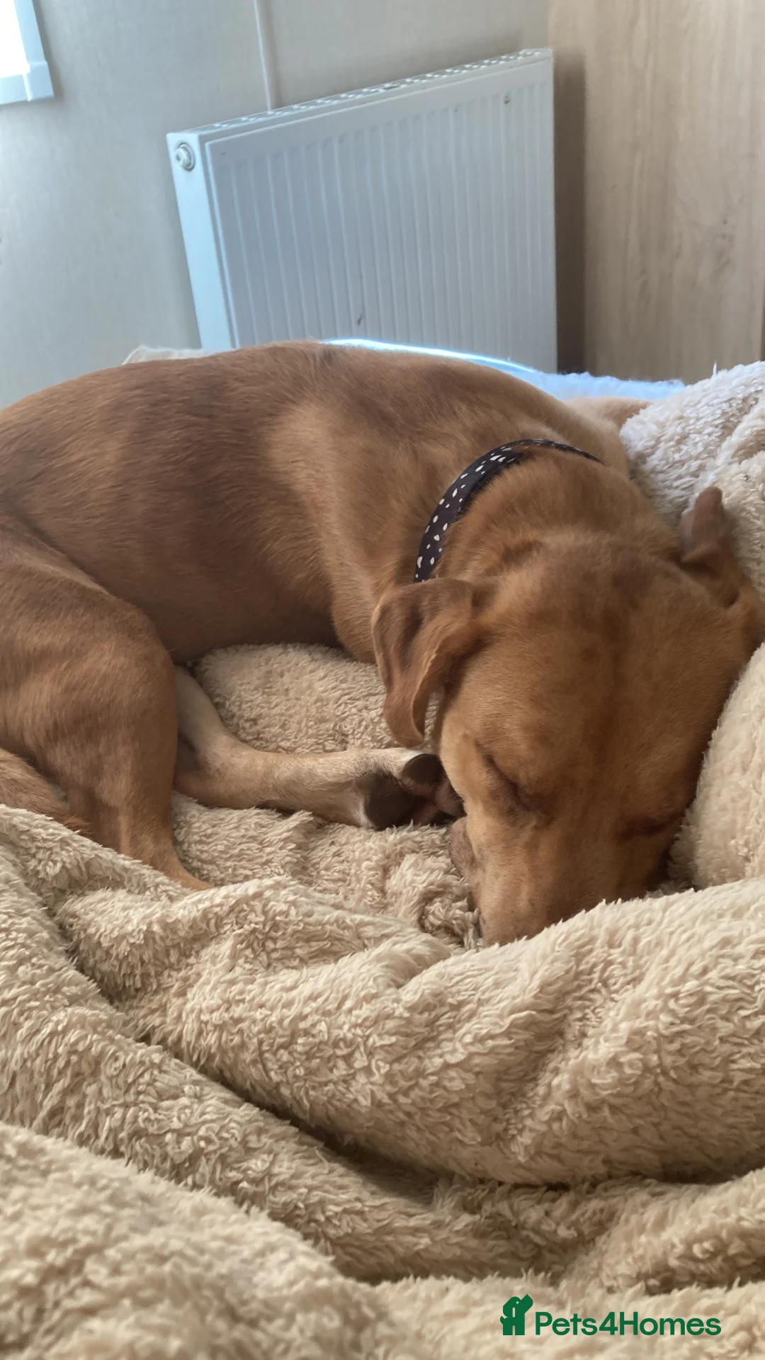 Mixed Breed dogs for sale: Staffy x Belgium malinois in Newent - Advert 2