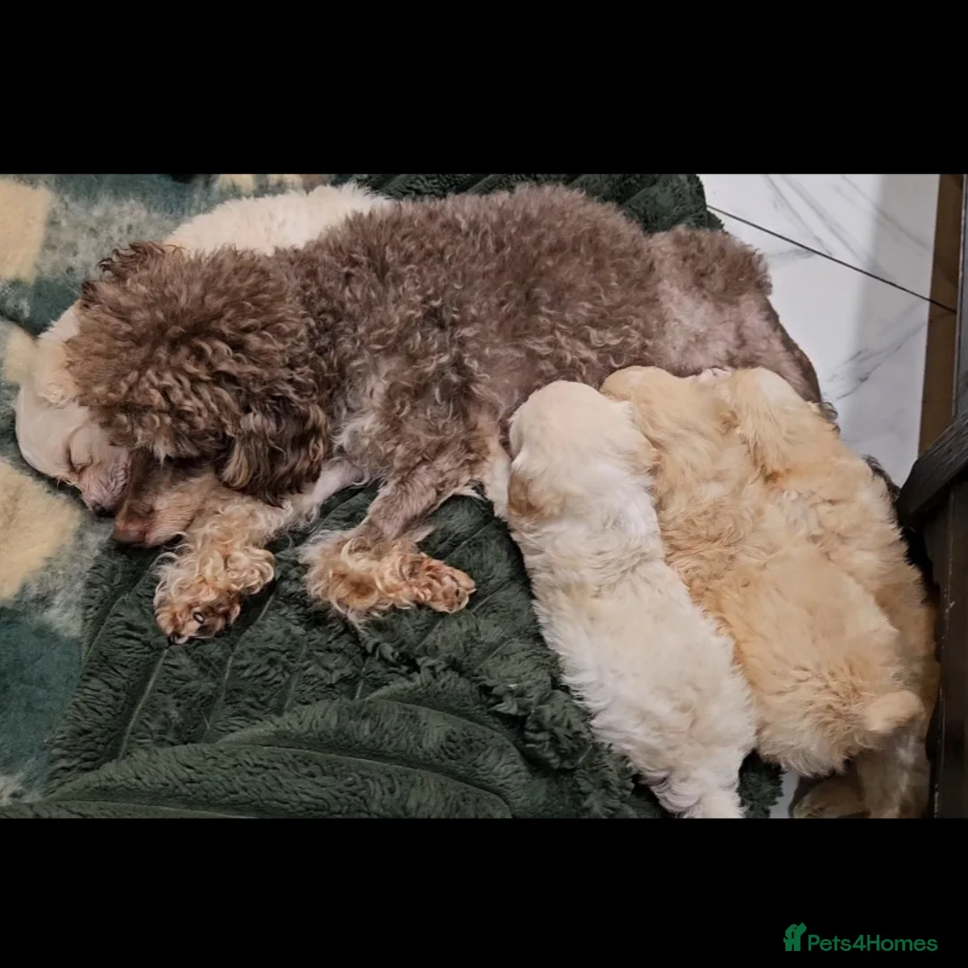 Maltipoo dogs for sale: Exceptional TINY toy🧸 Japanese X Asian Maltipoos - Advert 5