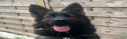 German Shepherd dogs for sale: 9 month German Shepherd for Rehome - Advert 5