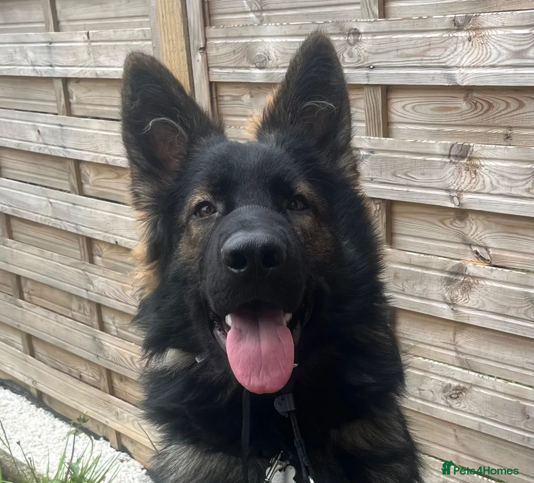German Shepherd dogs for sale: 9 month German Shepherd for Rehome - Advert 5