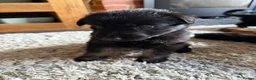 German Shepherd dogs for sale: 11 adorable bouncy German Shepard puppies  - Advert 11