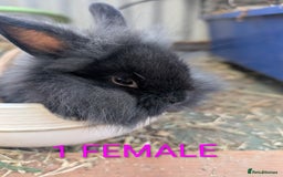 Lionhead rabbits for sale: 4x lionhead bunnies 8 week old 1x girl and 3x boys - Image 2