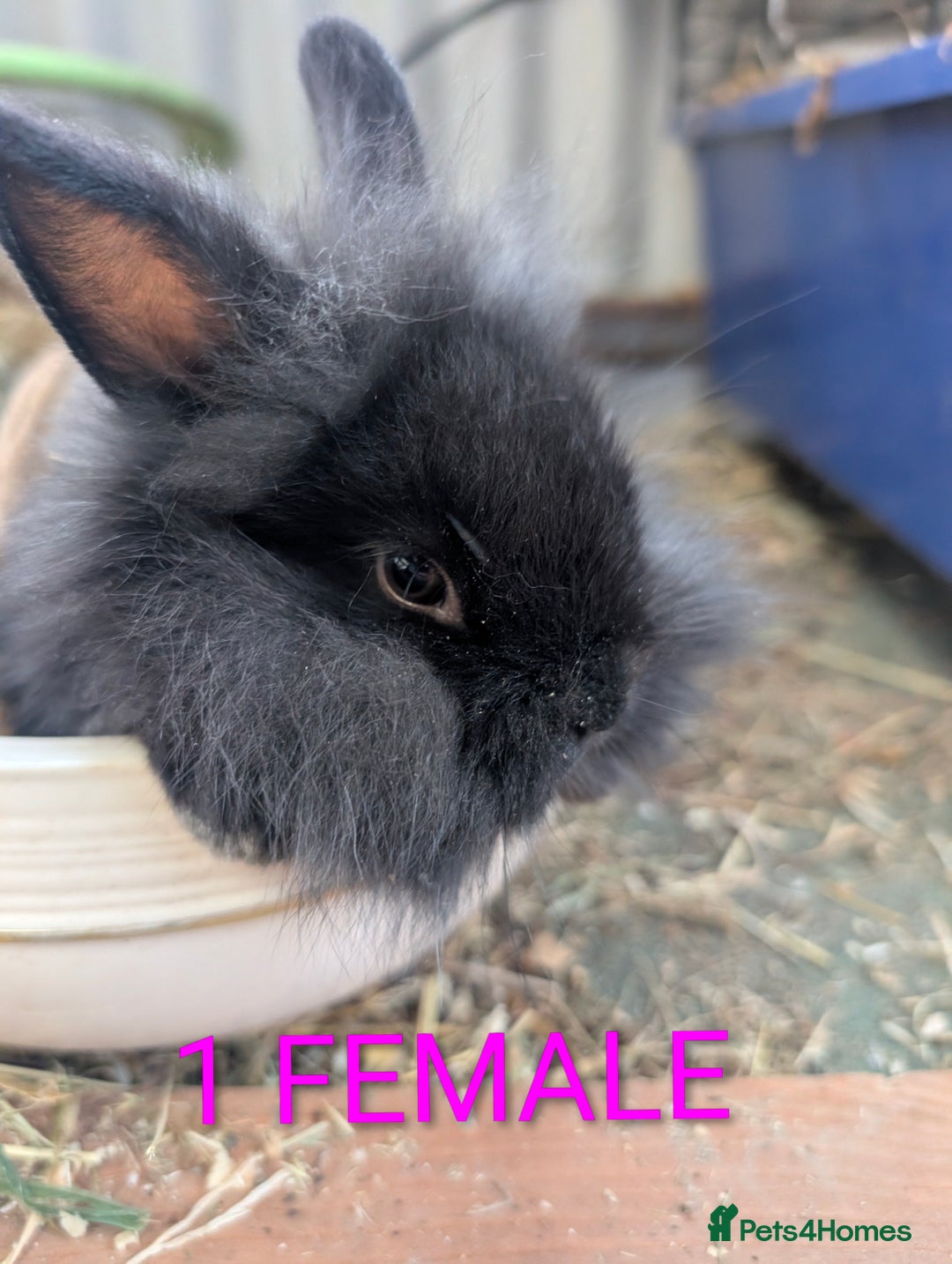 Lionhead rabbits for sale: 4x lionhead bunnies 8 week old 1x girl and 3x boys - Image 2