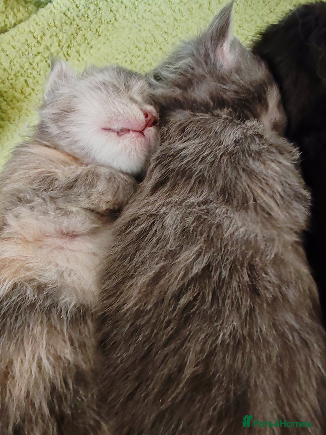 Maine Coon cats for sale: V. Vilma  - Advert 27