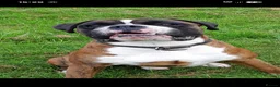 Boxer dogs for sale: BOXER KC REGISTERED PUPPIES AVAILABLE  - Advert 9
