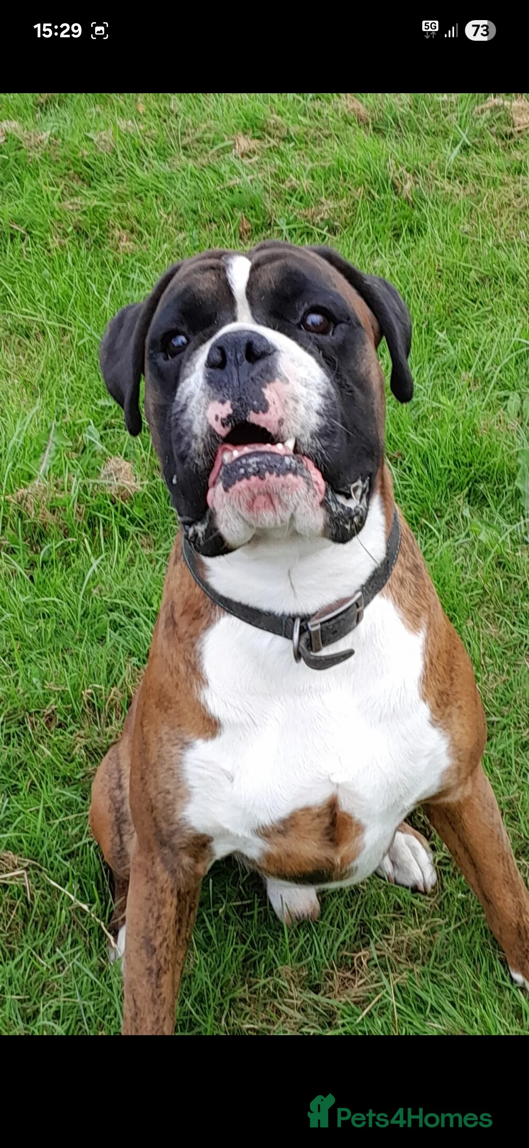 Boxer dogs for sale: BOXER KC REGISTERED PUPPIES AVAILABLE  - Advert 9
