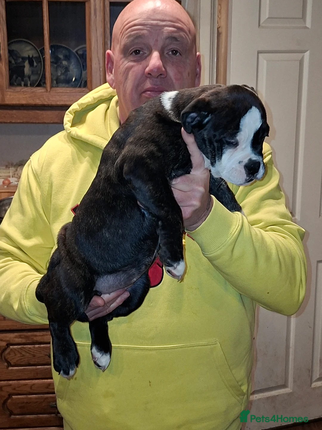 Mixed Breed dogs for sale: Big beautiful Bull Staffs  - Advert 7