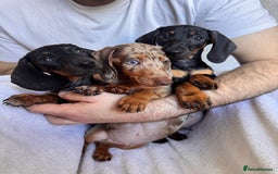 Dachshund dogs for sale: DACHSHUND PUPPIES FOR SALE  - Image 1