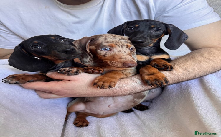 Dachshund dogs - Advert 5